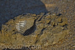 the beach photography
