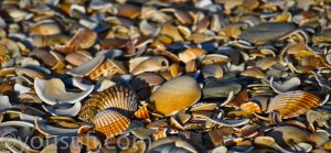 the beach photography